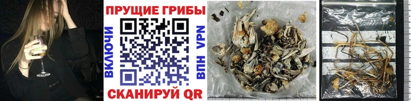 Купить закладки Любань Галлюциногенные грибы MAGIC MUSHROOMS
